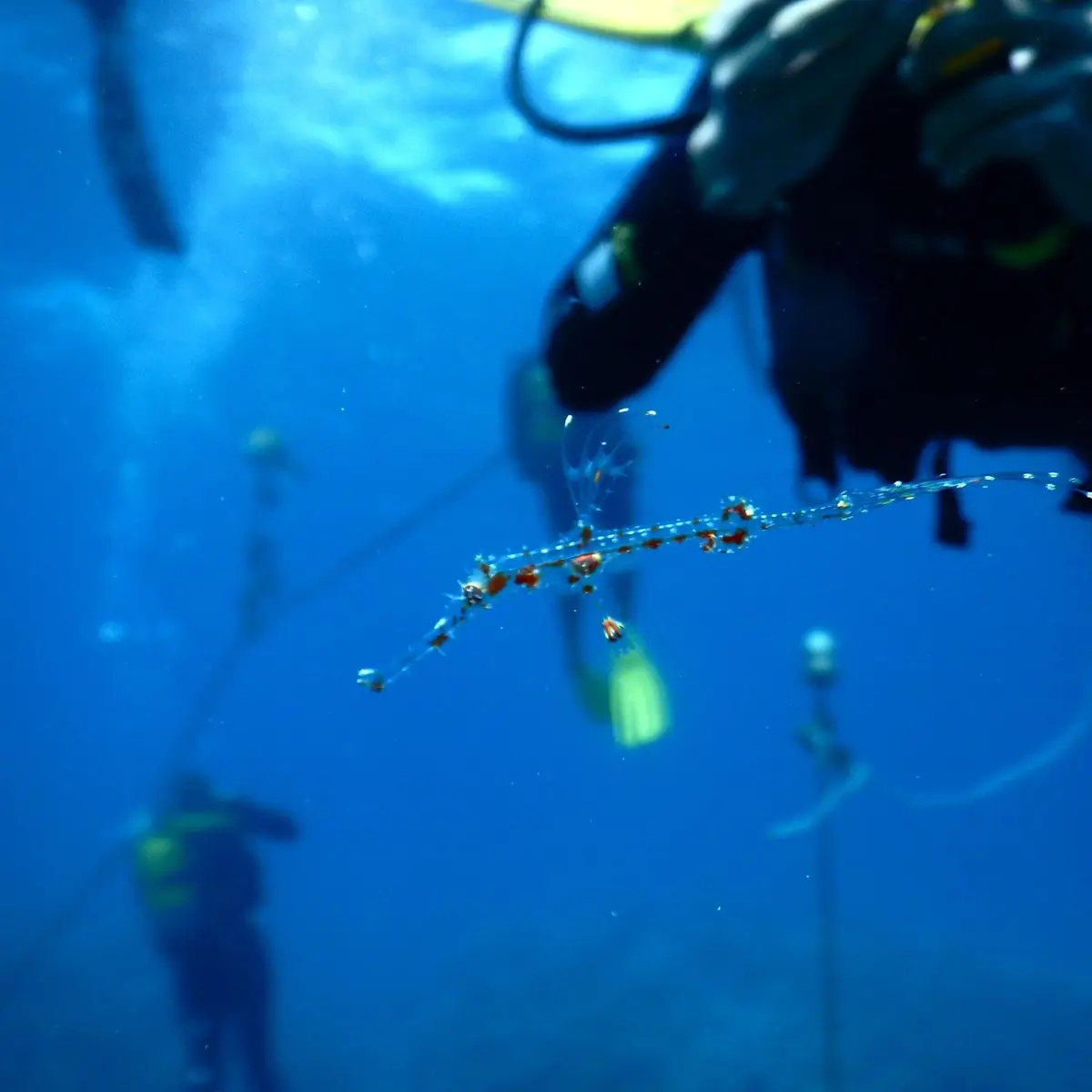 plongée sous marine, océan