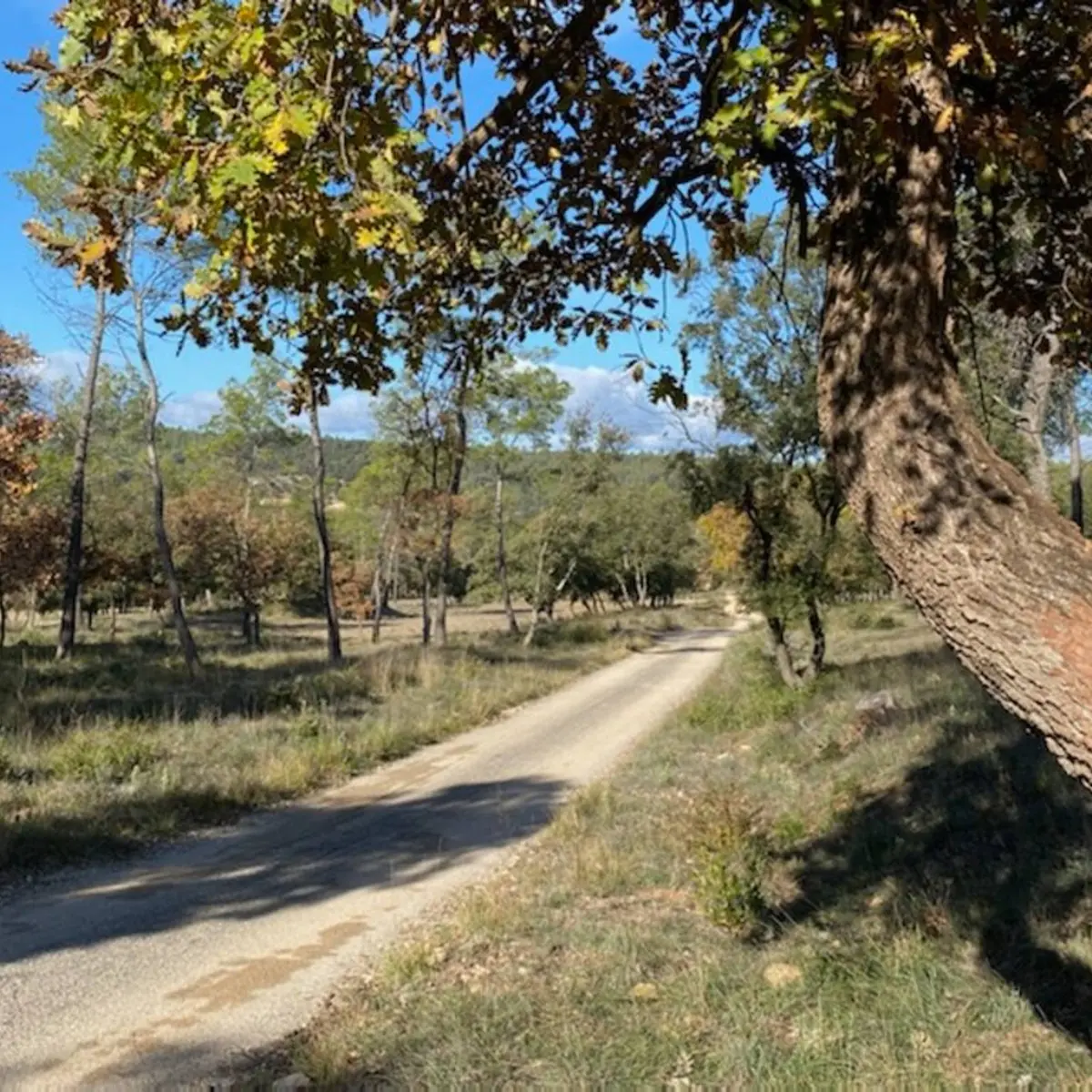Sentier aux couleurs d'automne avec la trace du balisage rouge sur un chêne