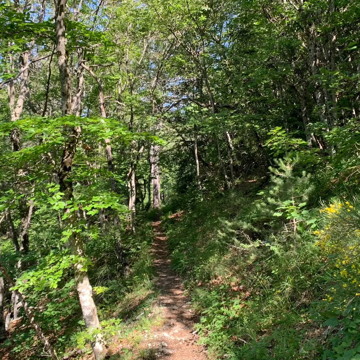 Forêt domaniale de l'Oule