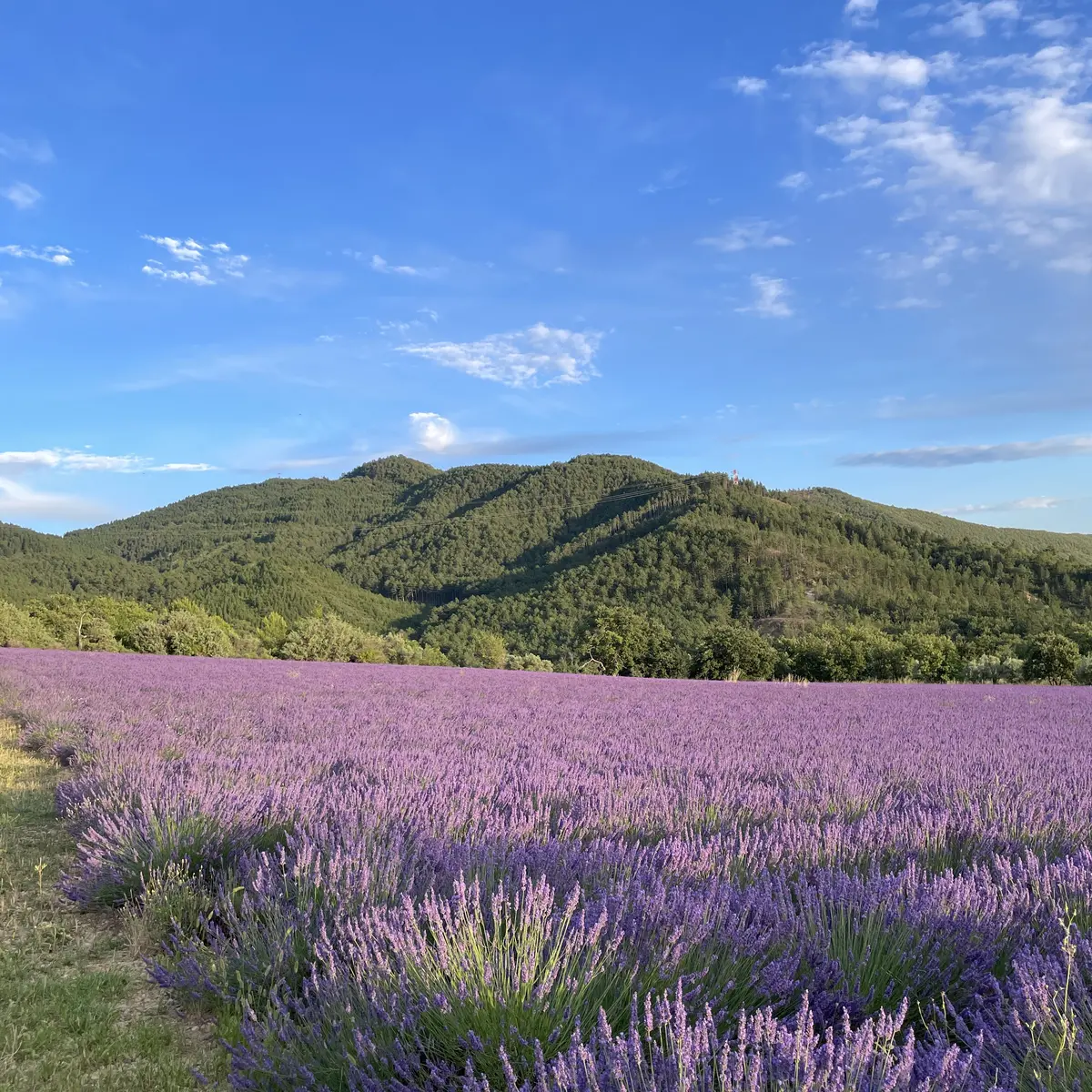 Trail n°1 - Chabanas