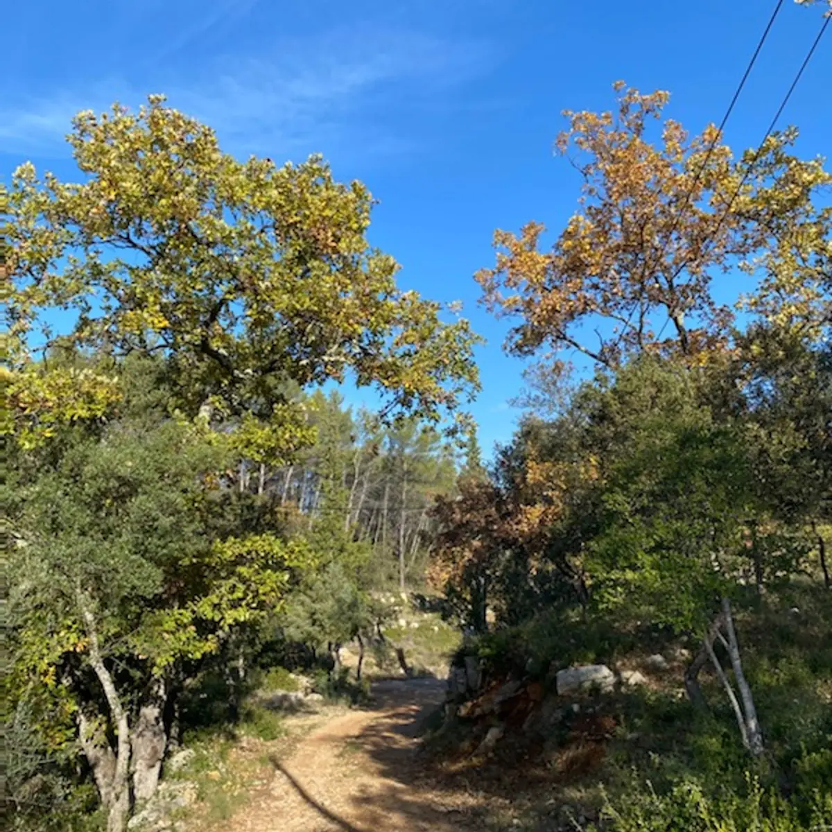 Sentier traversant une forêt de chênes, sous un ciel bleu d'automne