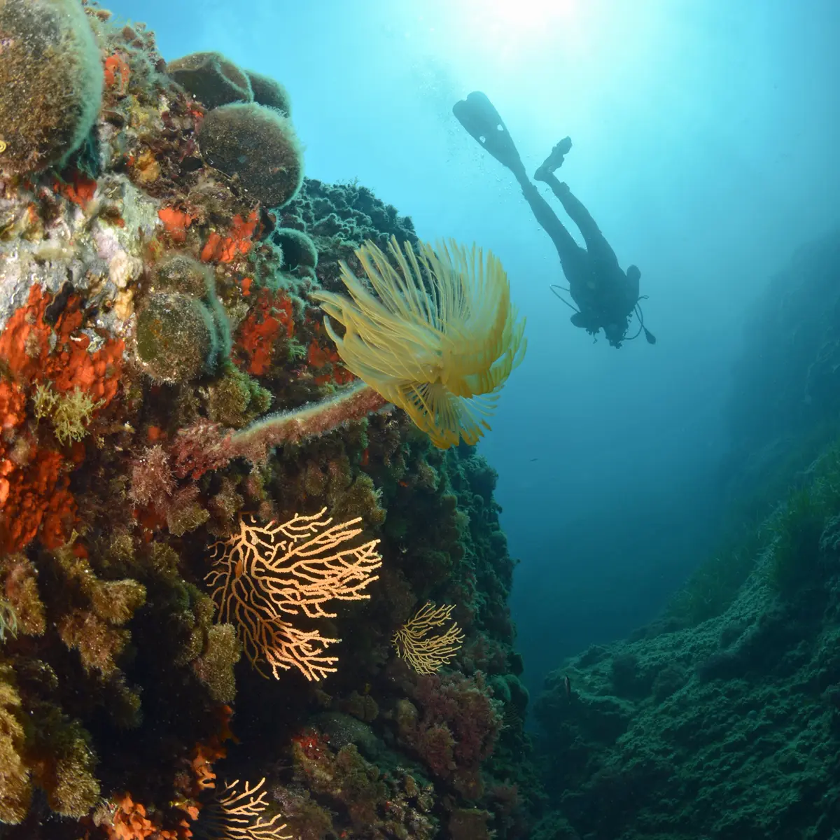 Centre de plongée Cap Plongée Six Fours