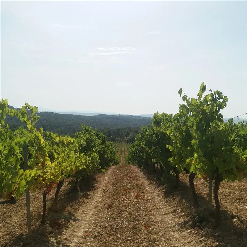 Vignes