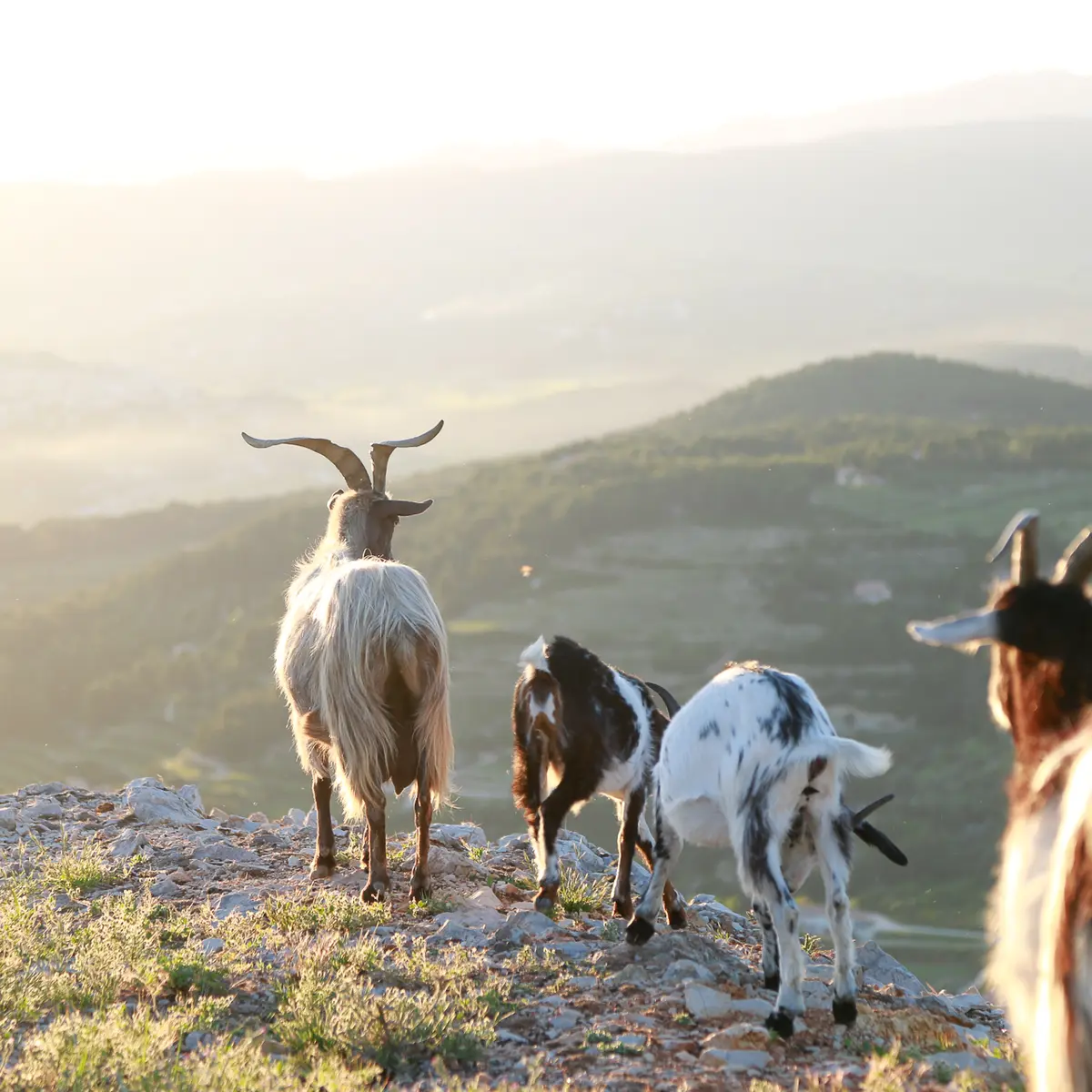 Randonnée sur le sentier des Nerthes dans le Massif du Gros Cerveau_Sanary-sur-Mer
