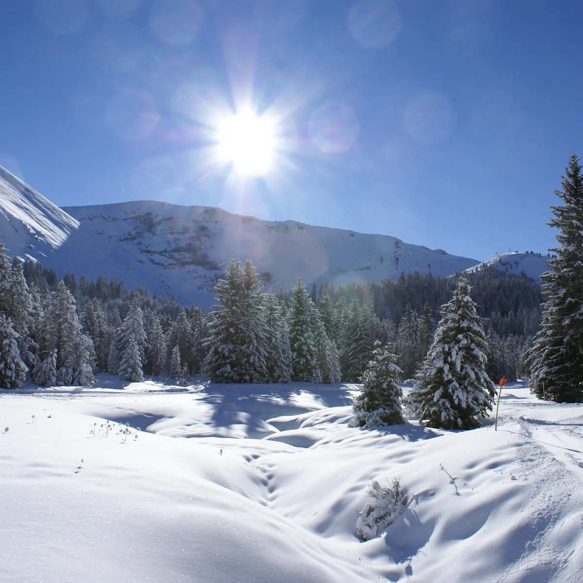 Boucle des sapins