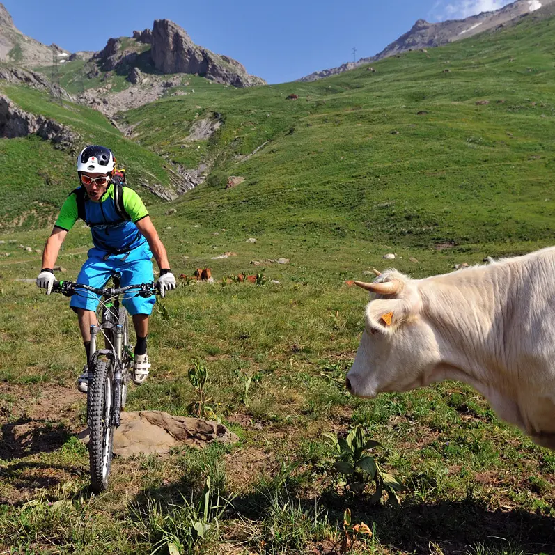 Dans les alpages sur l'ancienne route du Galibier