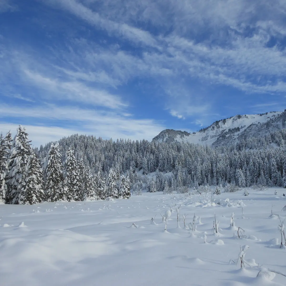 Boucle des Sapins