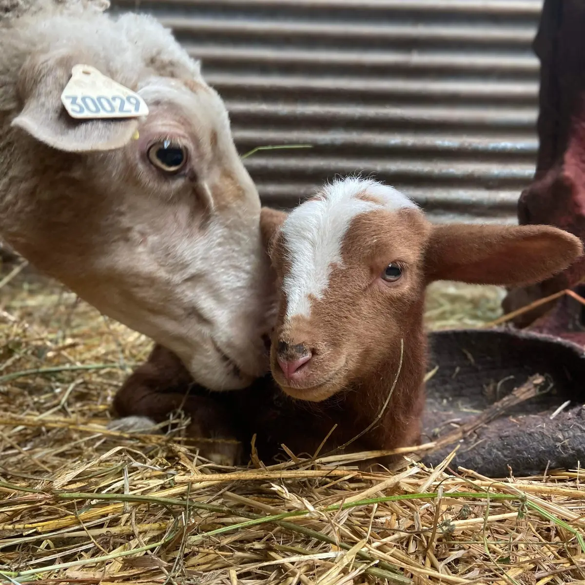 Ferme du Mercantour