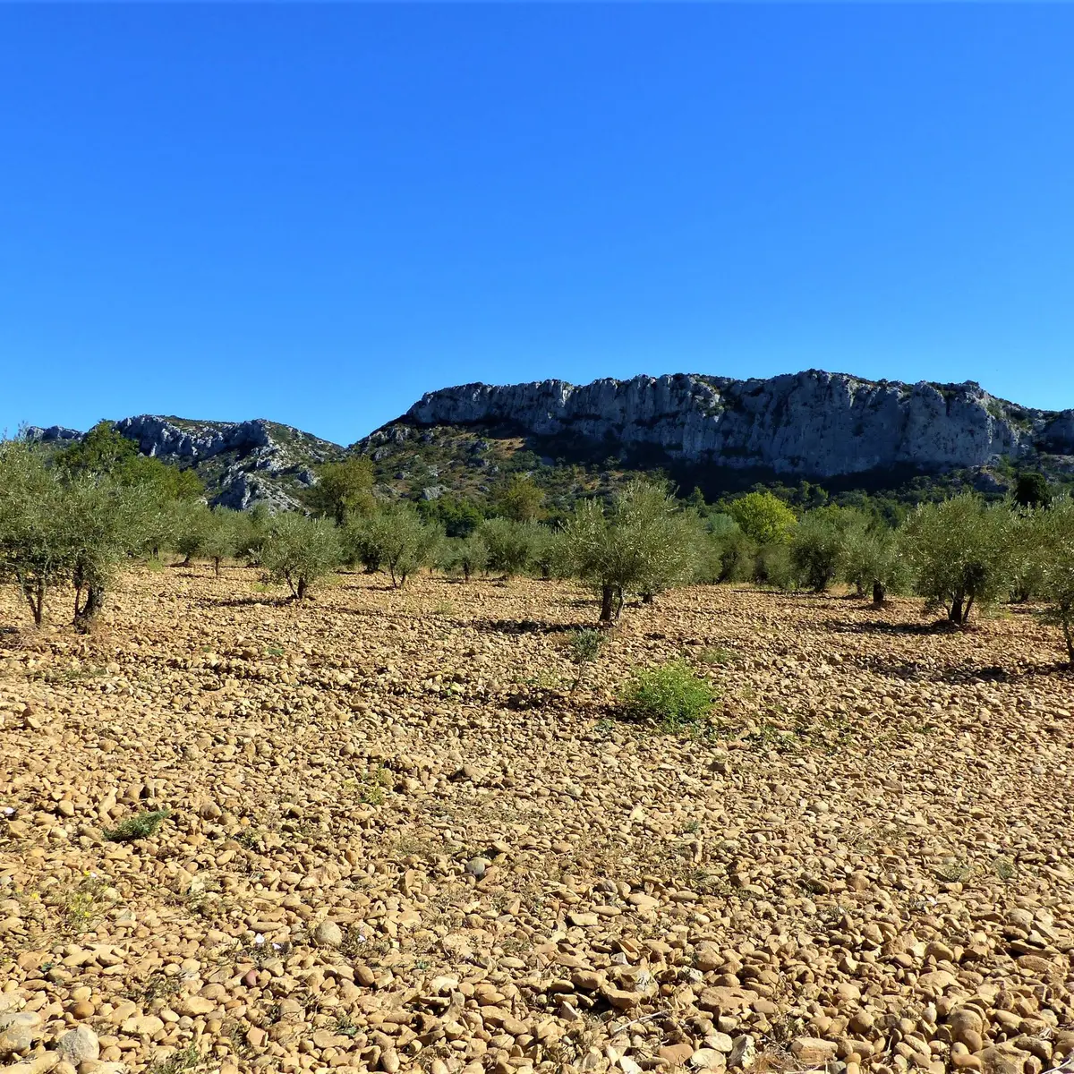 Oliveraie ou champ d'oliviers