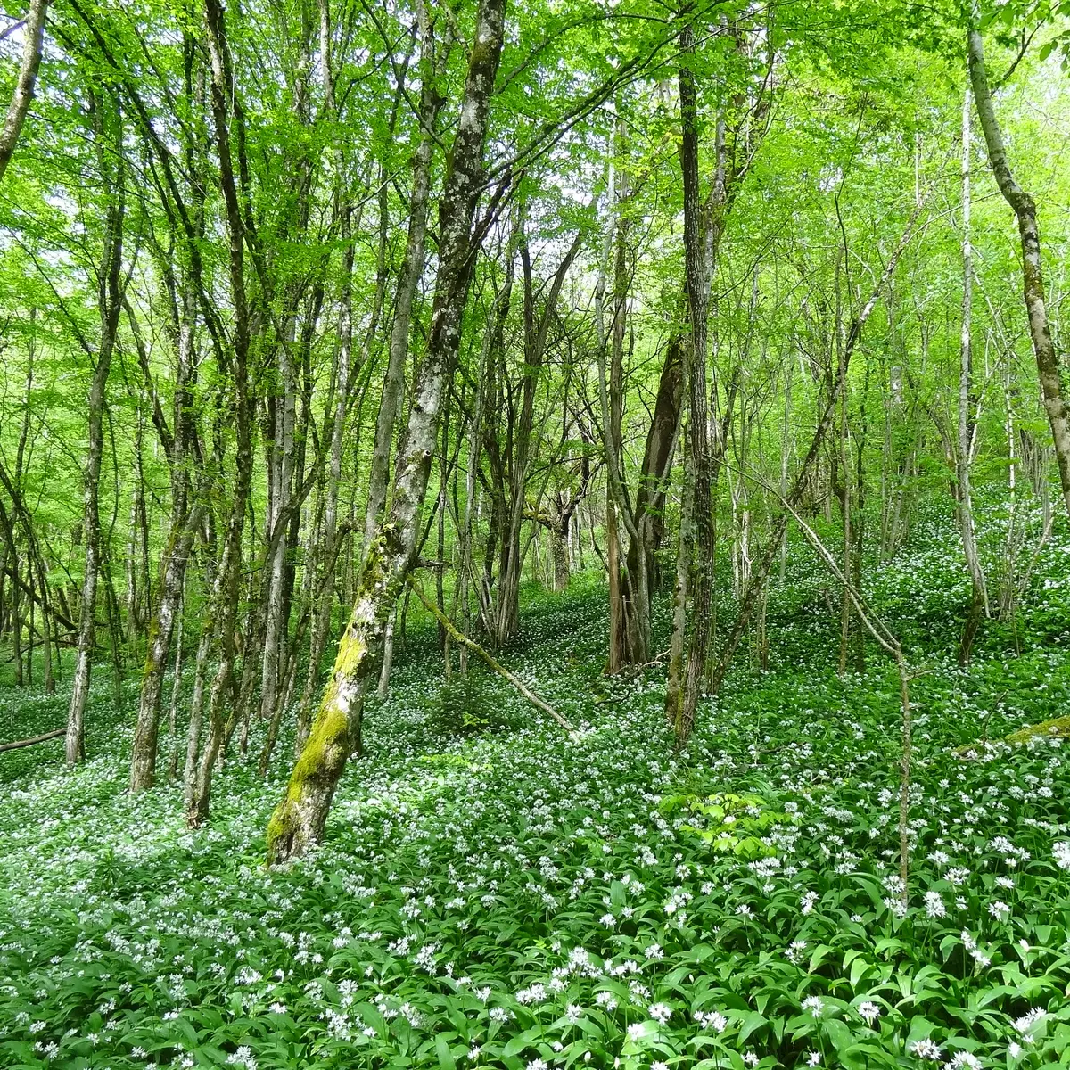 Sous-bois