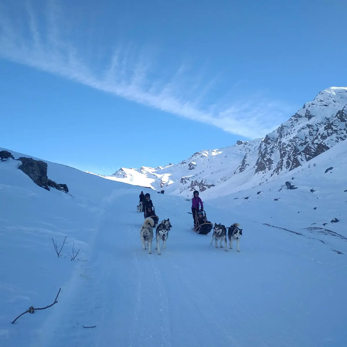 Chiens au refuge Agnel