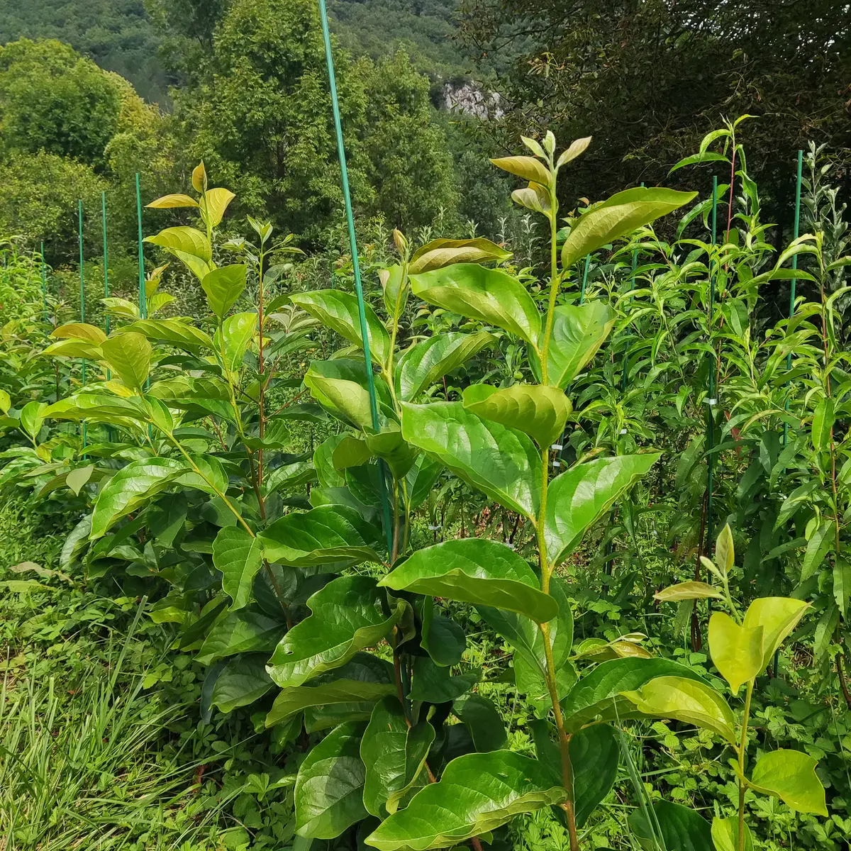 Plaqueminier greffés dans la pépinière des forêts à croquer