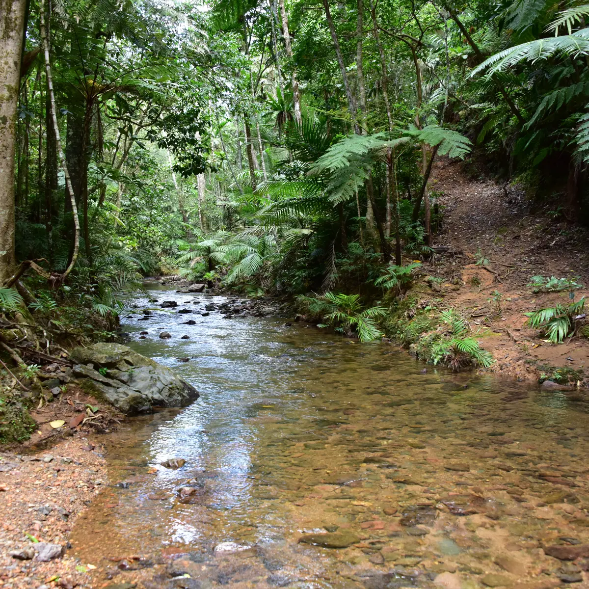 Le creek du camp Tell