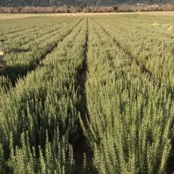 Senteurs des Collines