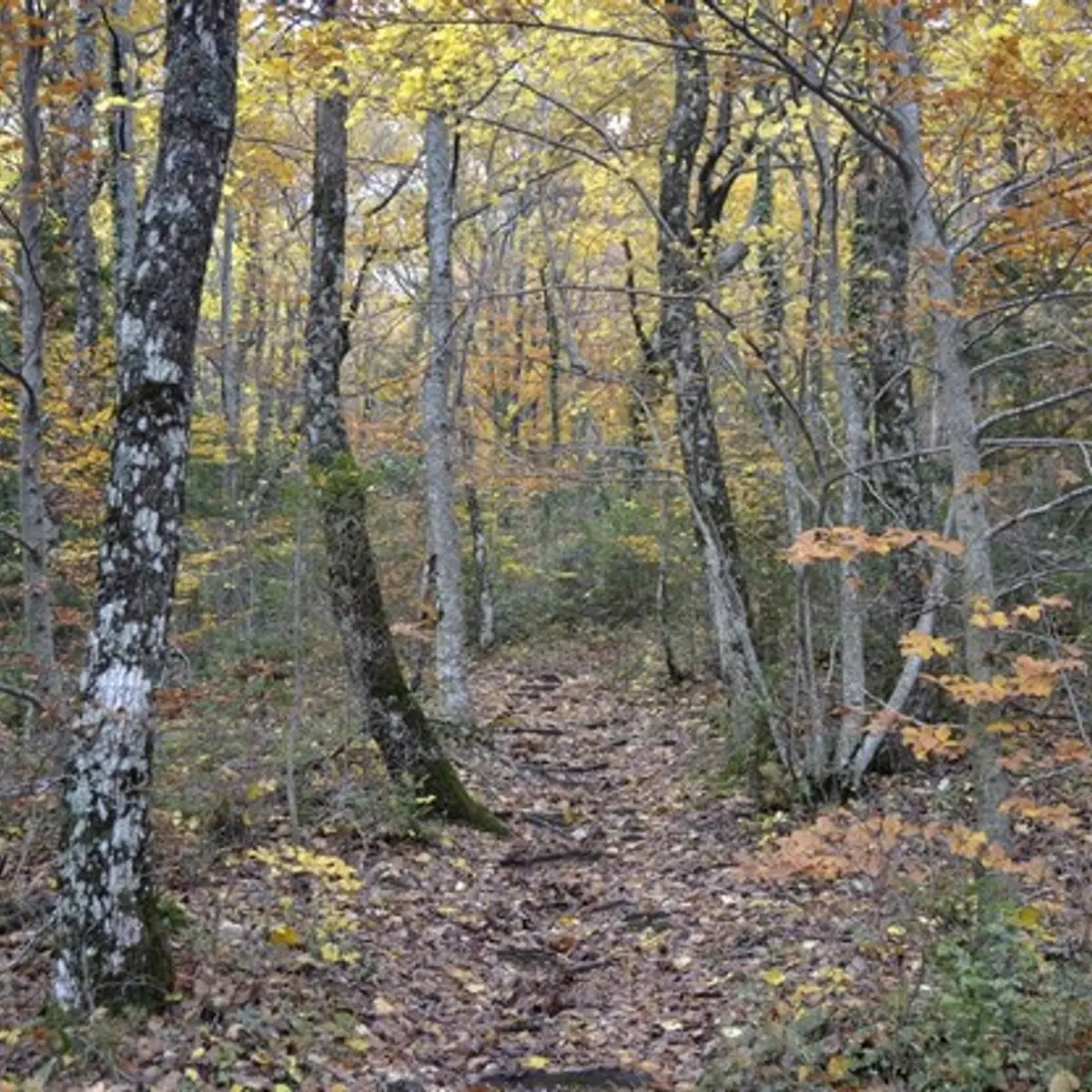 Les couleurs de l'automne du sentier Merveilleux