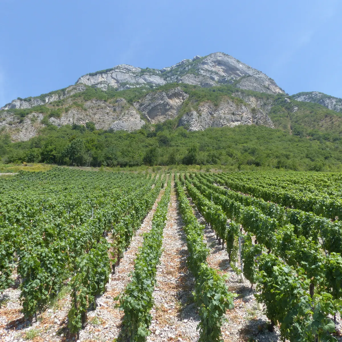 Une année du Vigneron
