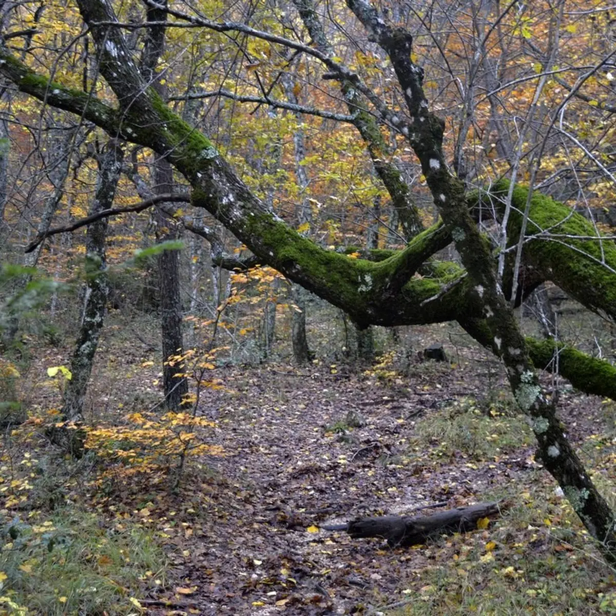 Les arbres du sentier Merveilleux