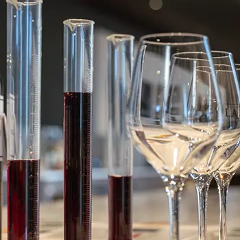 Atelier Ampélographie : de la vigne au vin à La Cavale - Cucuron_Cucuron