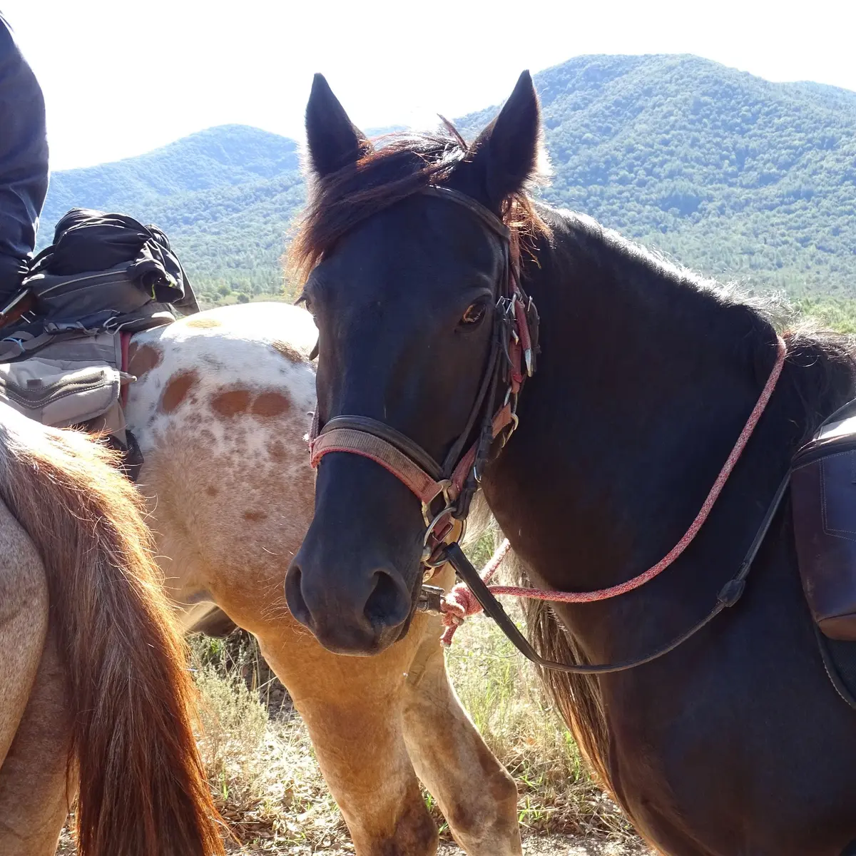Vue sur la tête d'un cheval