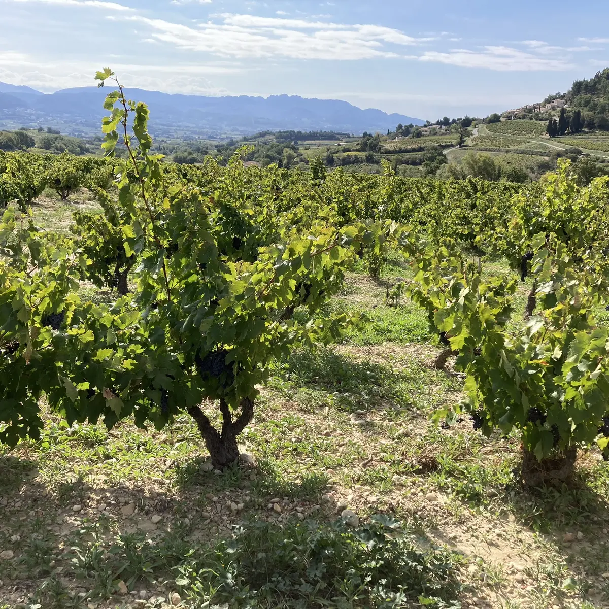 Vieilles vignes du Domaine la Luminaille
