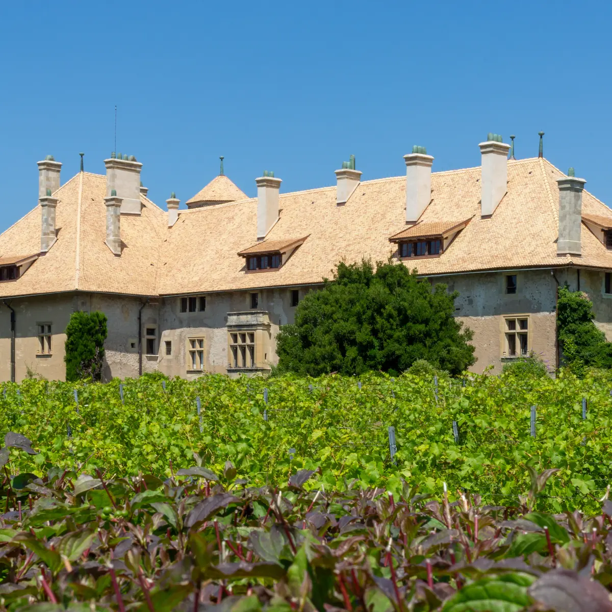 Vue sur le château de Ripaille depuis les vignes
