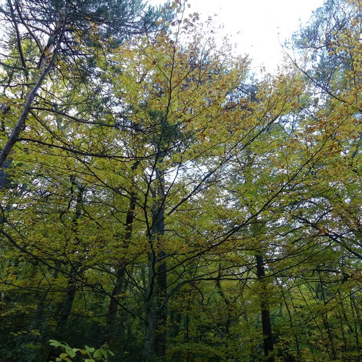 Les couleurs de l'automne du sentier Merveilleux