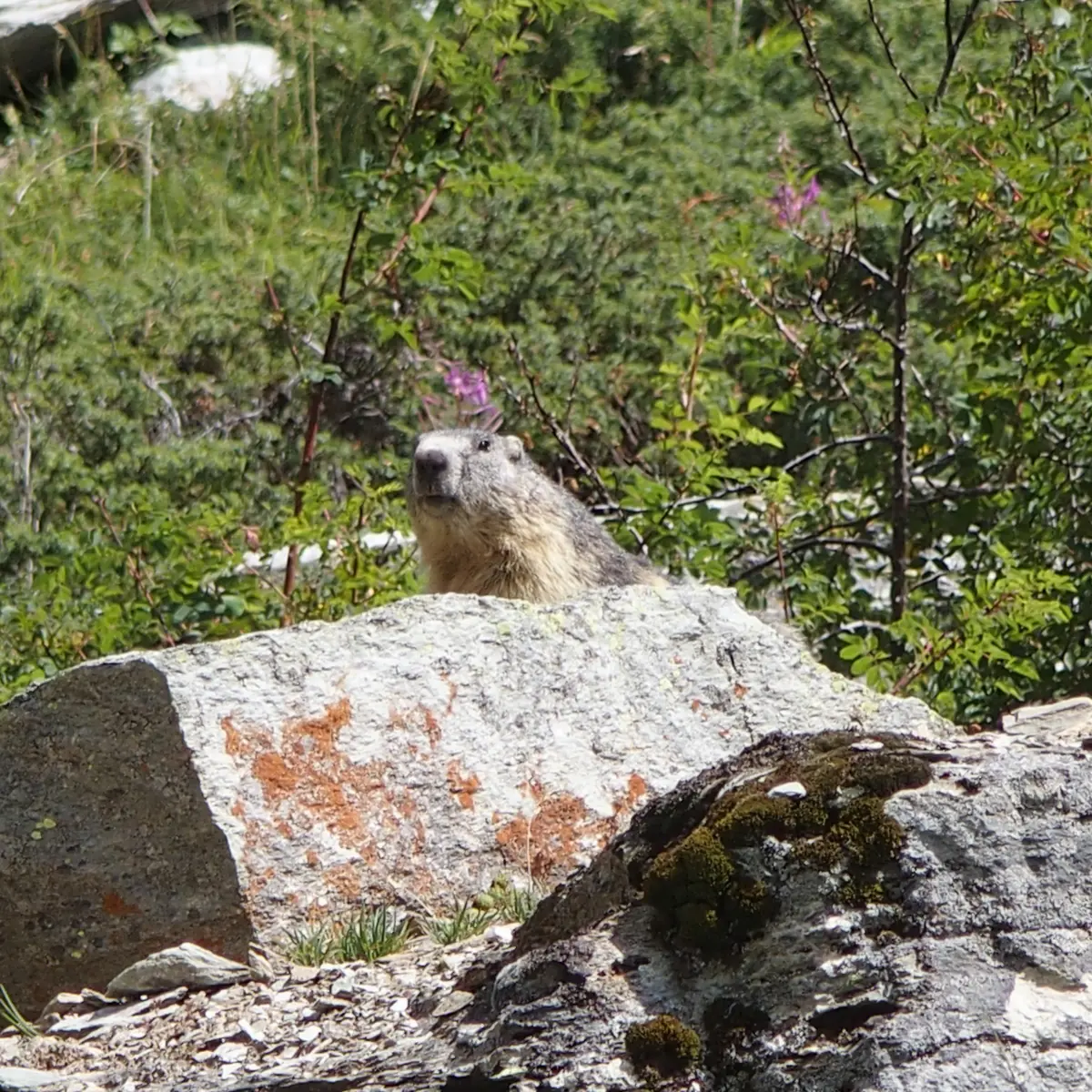 Marmotte à La Toussuire