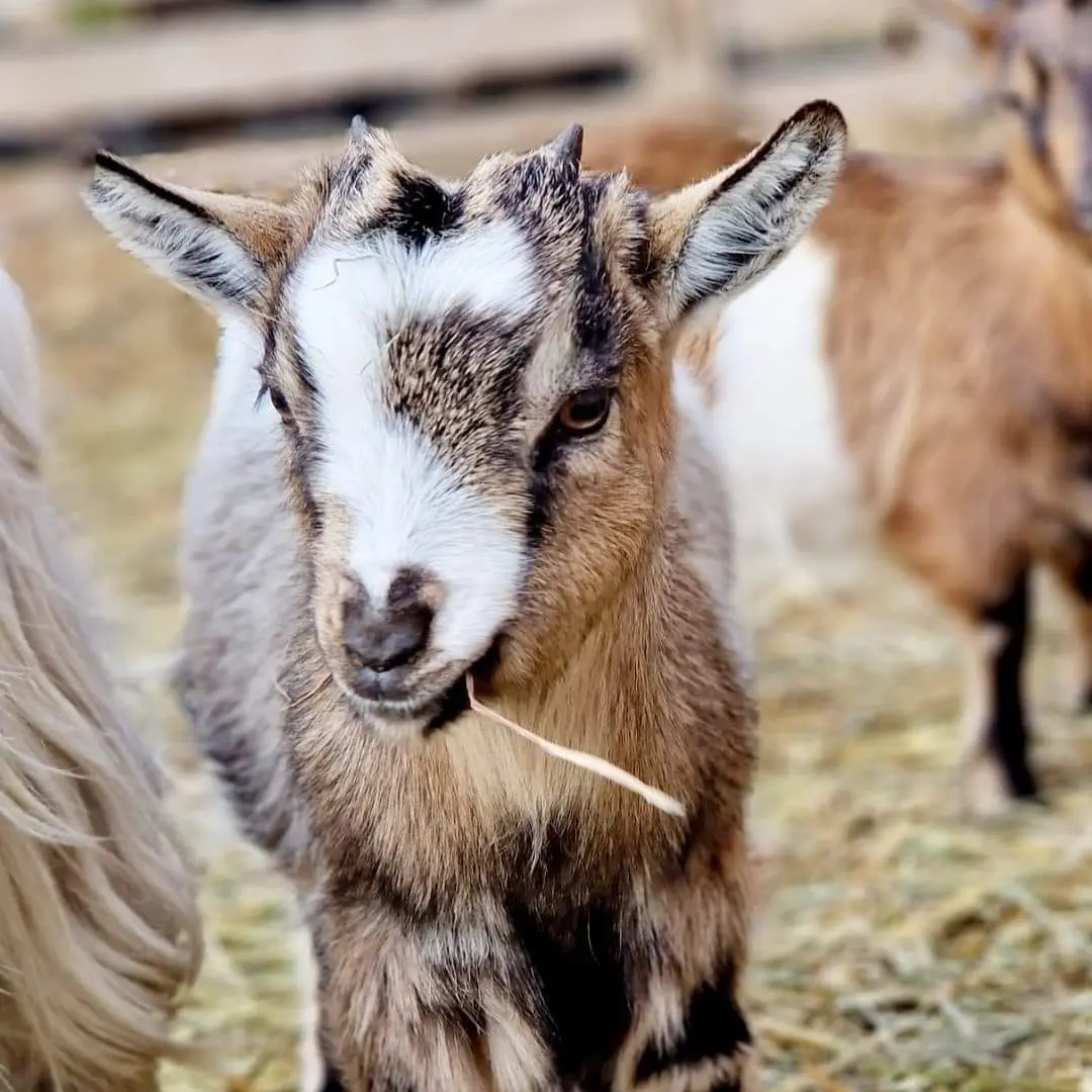 Les fermiers en herbe