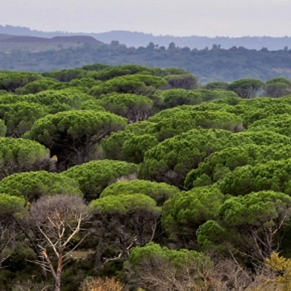 Panaroma de la plaine des Maures