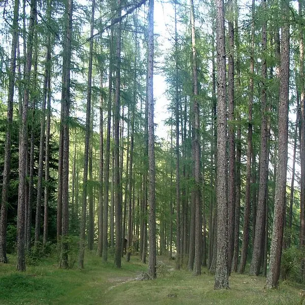 Futaie de Mélèzes - Forêt domaniale de bois-vert