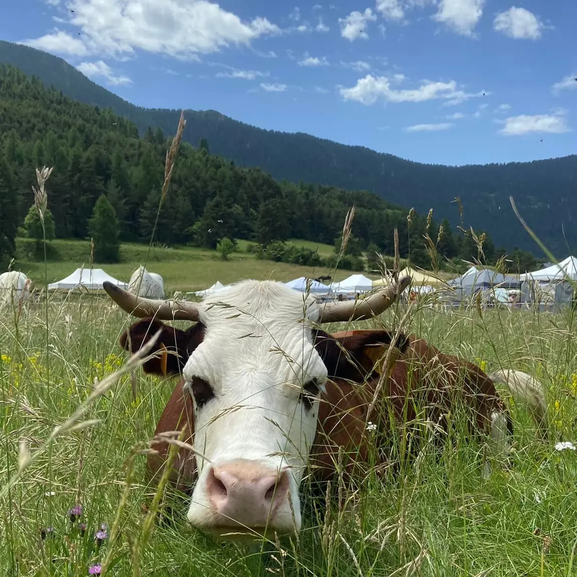 Ferme du Mercantour