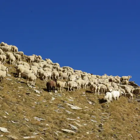 GAEC Des Valentins_Châteauroux-les-Alpes
