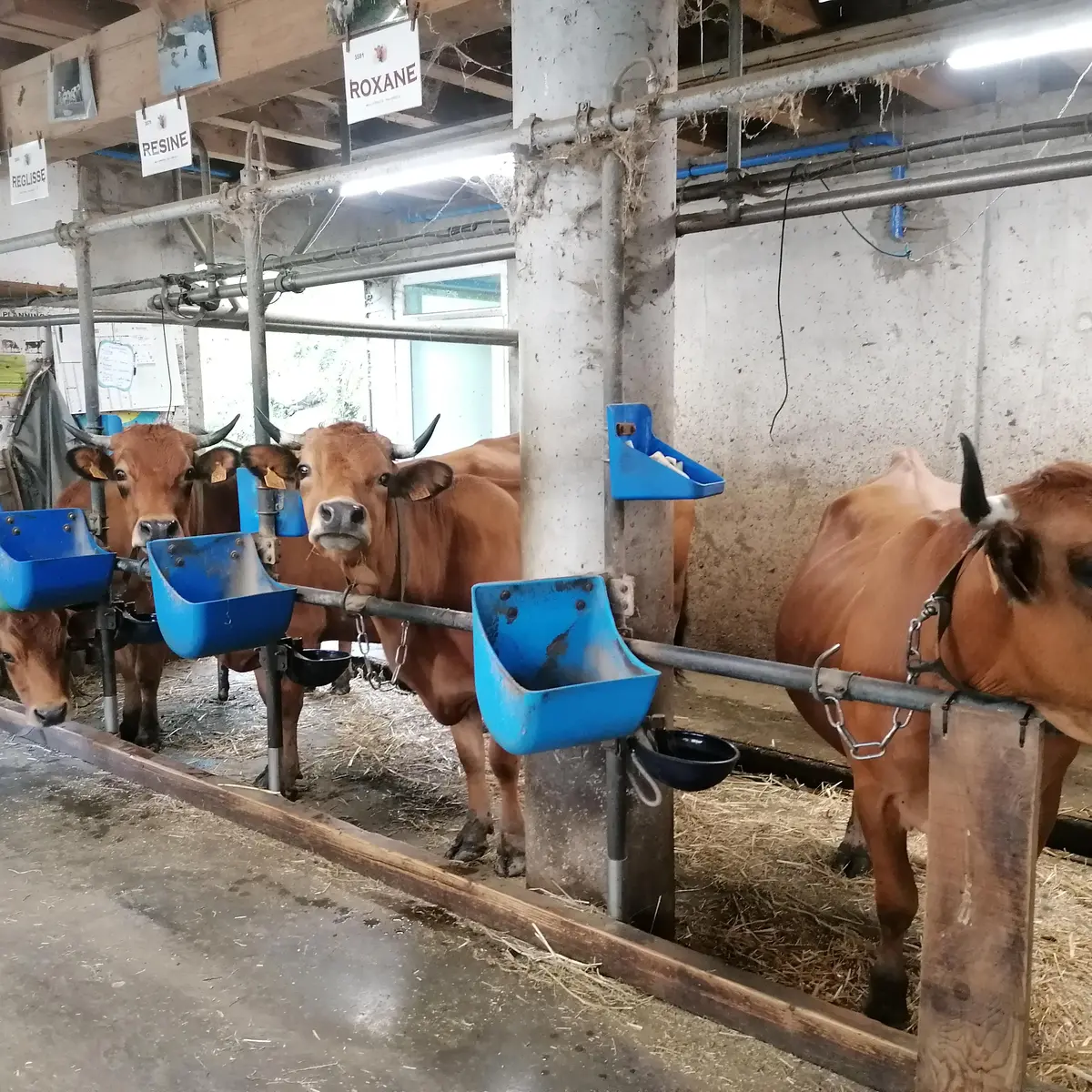 Vaches dans l'étable