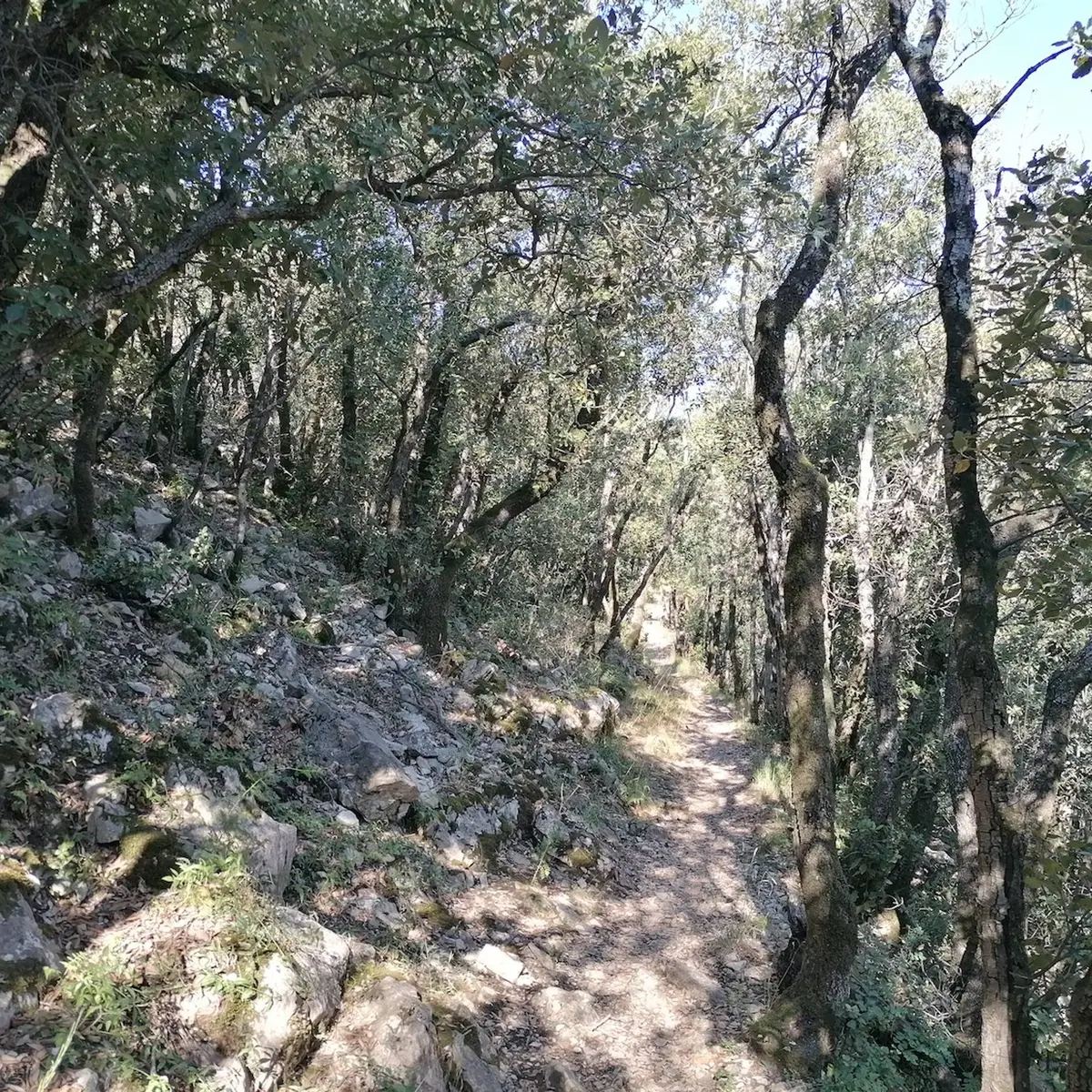 Forêt de chênes verts