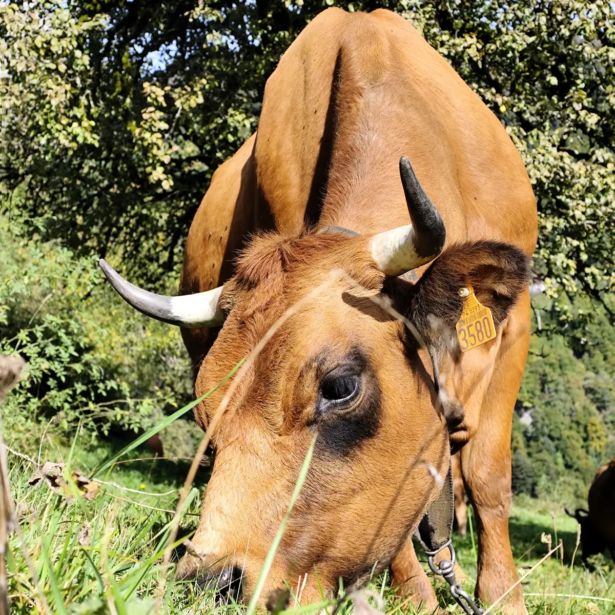 Vache dans le pré