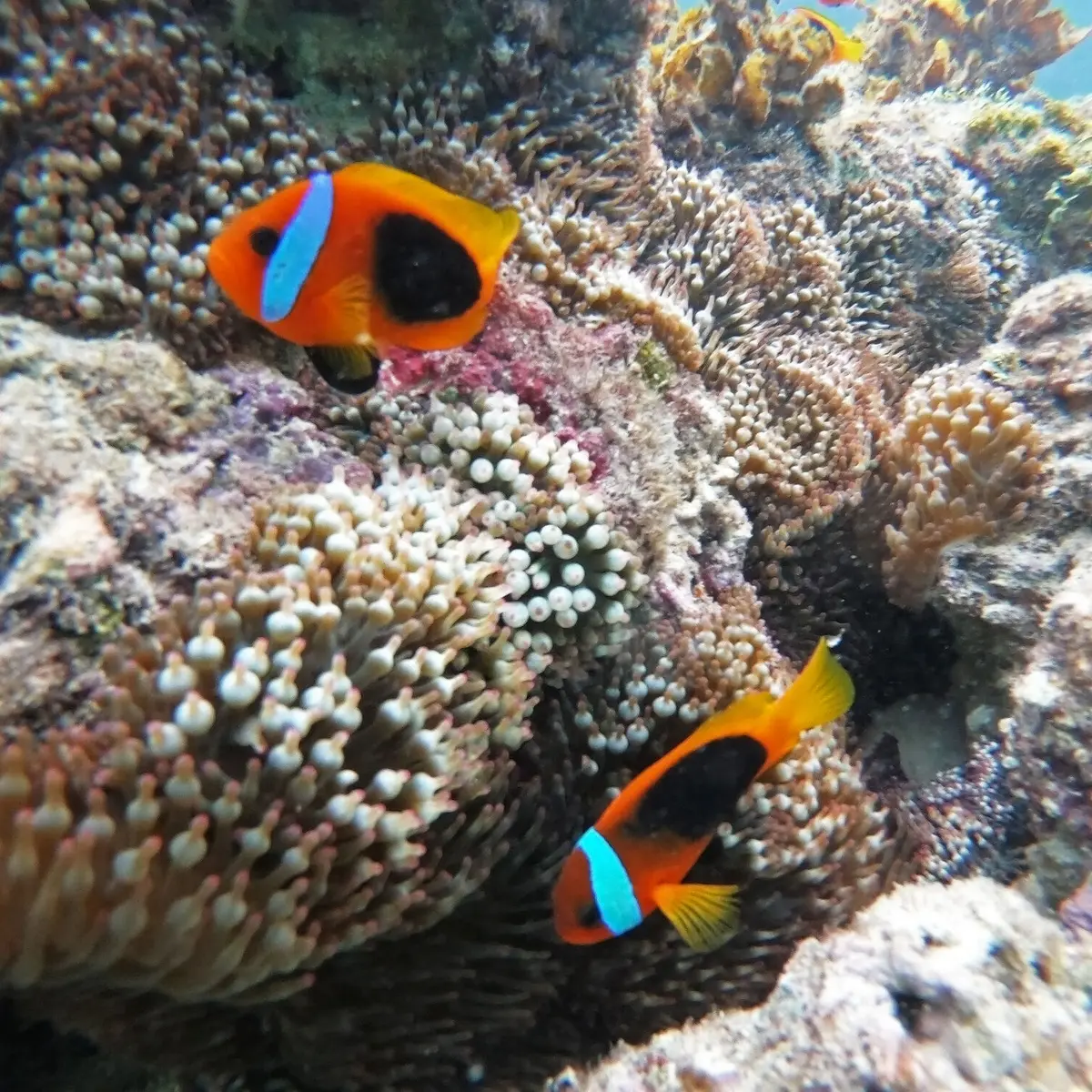 Snorkeling - Îlot Canard