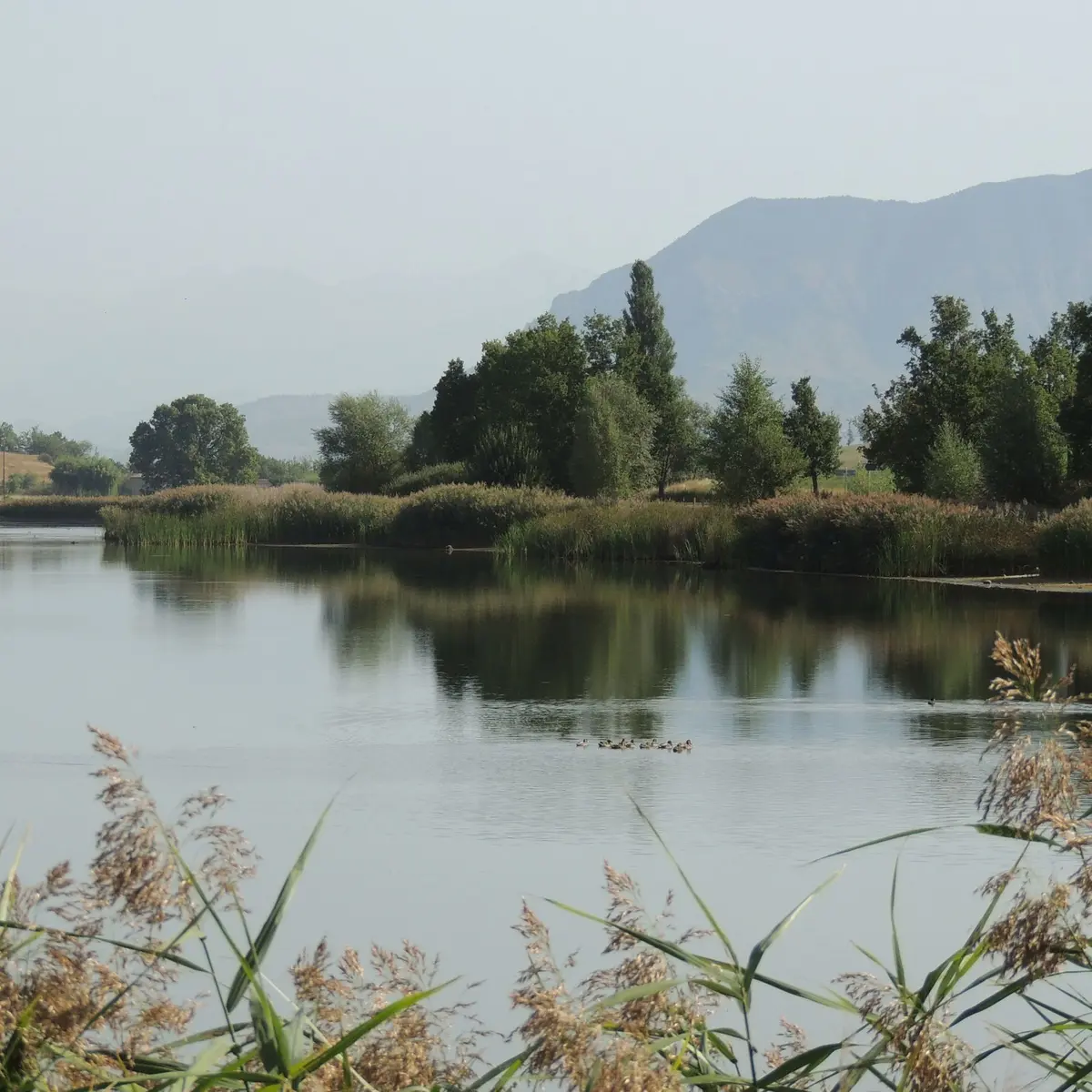 Le lac de Mison, espace naturel sensible