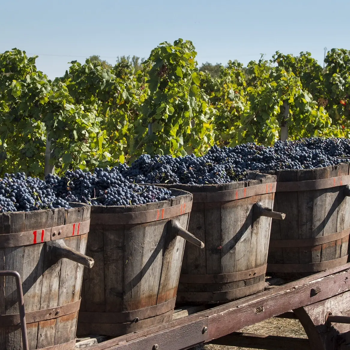 Vendanges