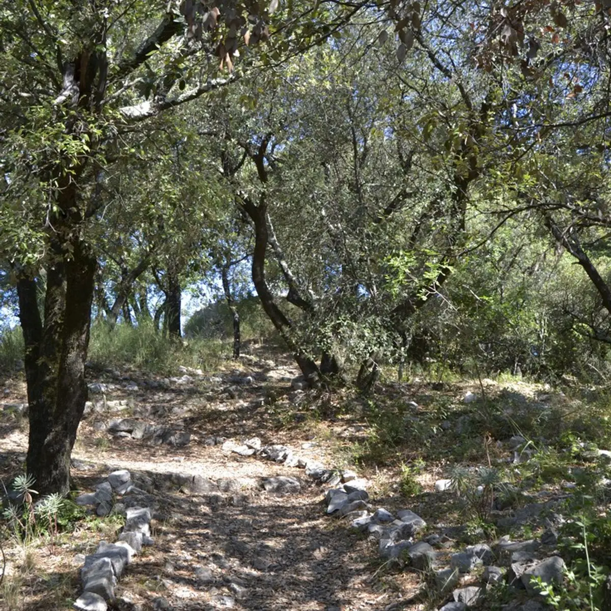 Le sentier à l'ombre des chênes