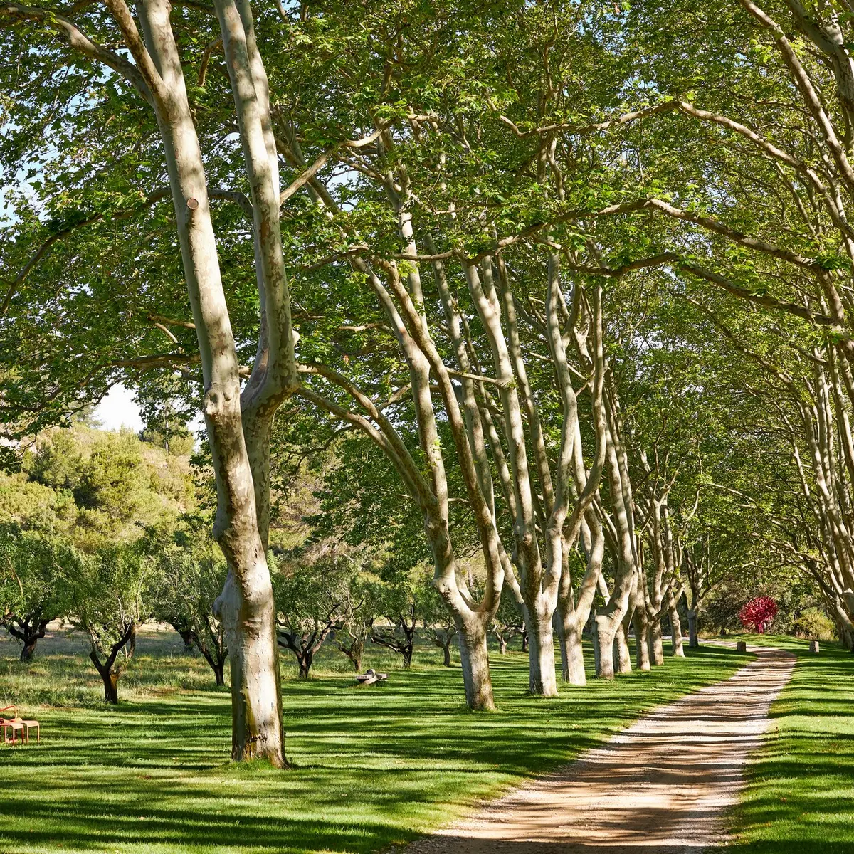 Kapelle Sainte-Marie de Pierredon in Mouriès Platanenallee