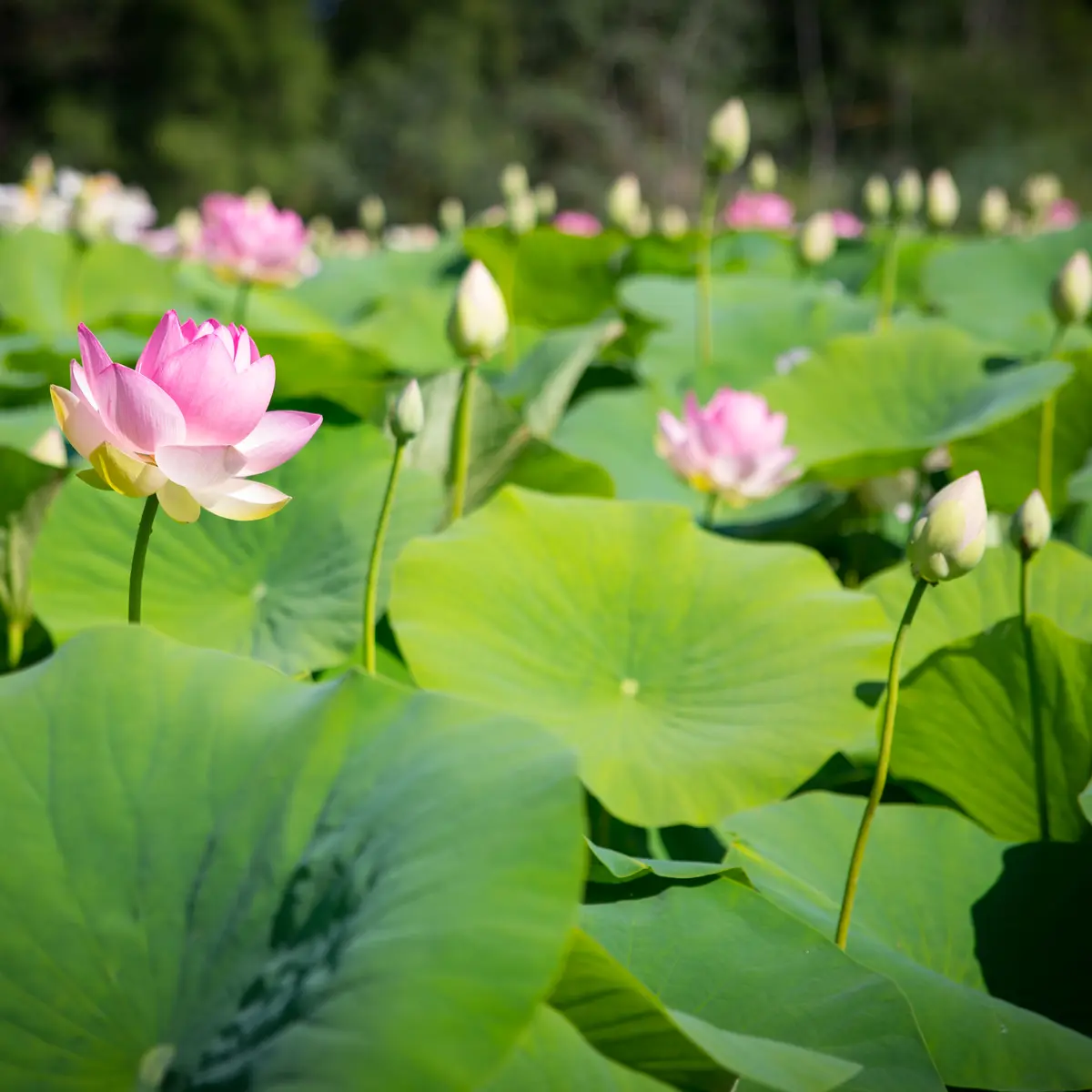 Lotus recouvrant l'étang de Fontmerle à Mougins