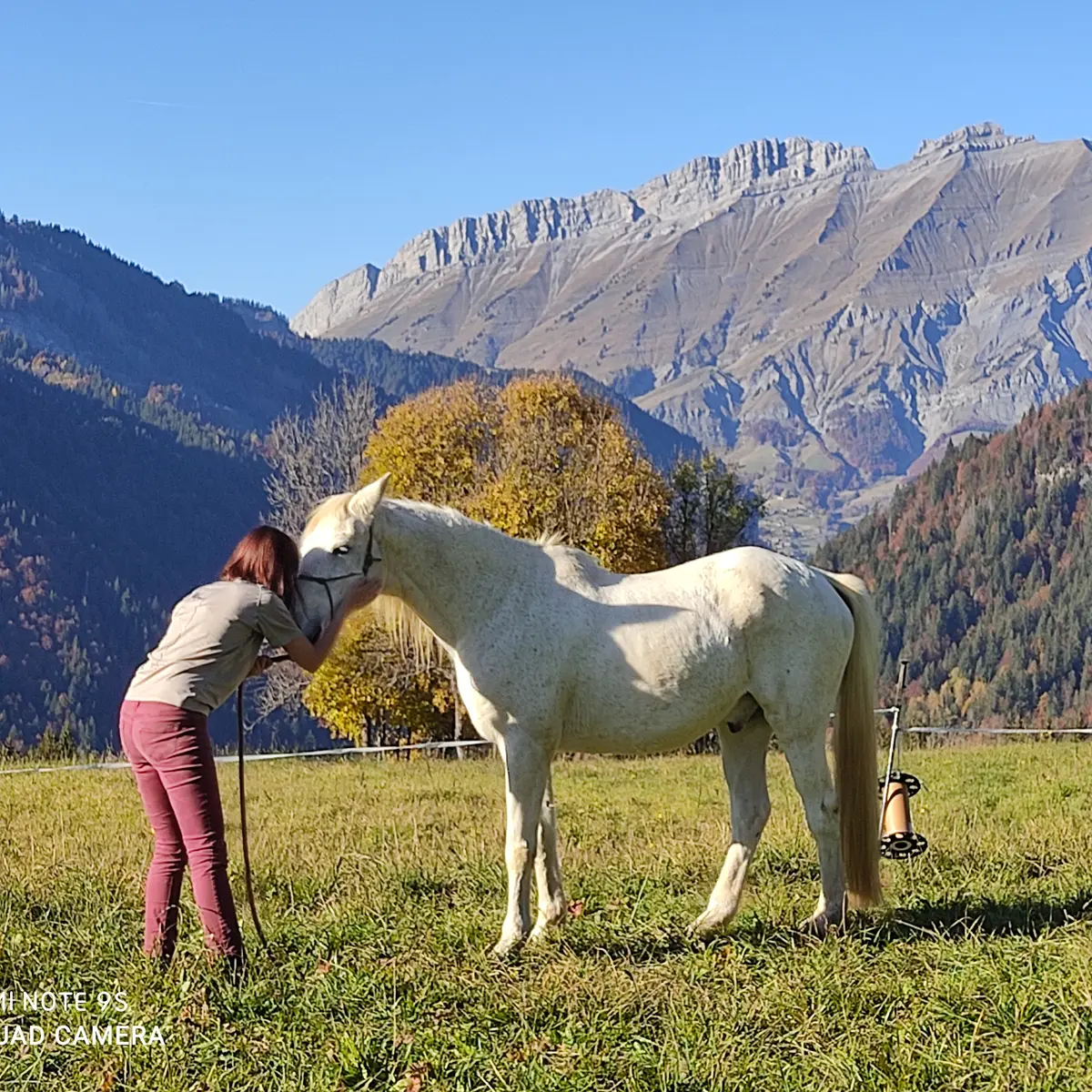 Approche du cheval