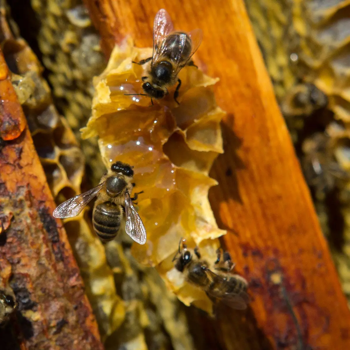 Abeilles