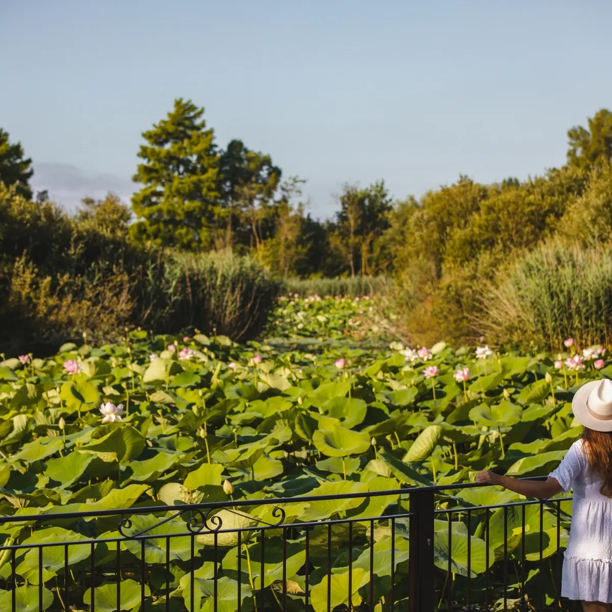 Balade autour de l'étang de Fontmerle à Mougins