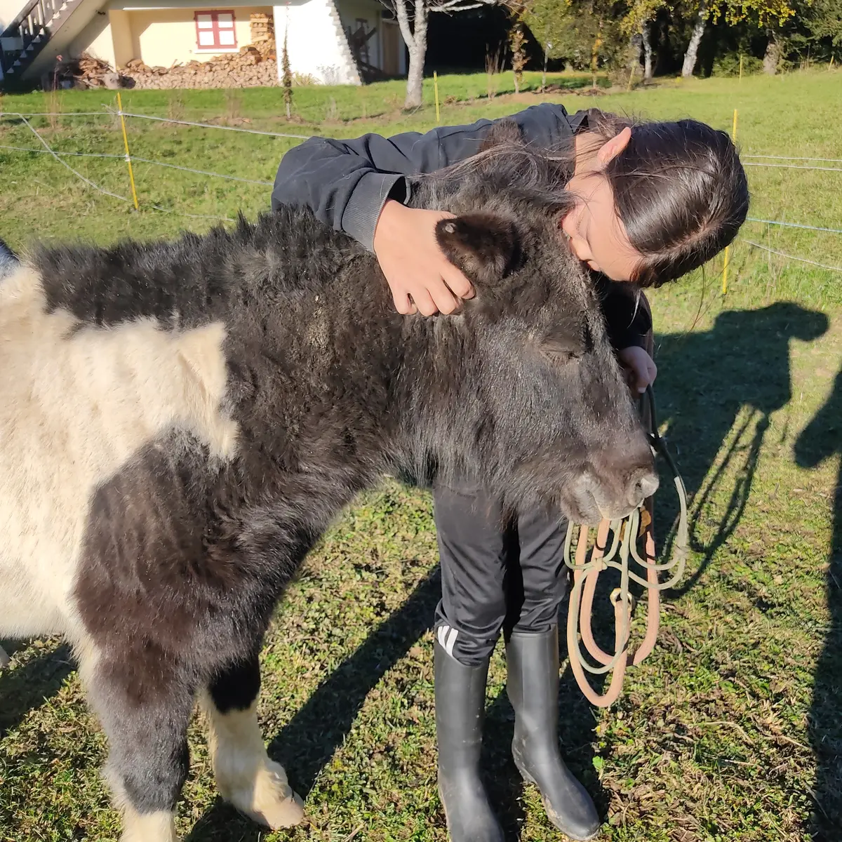 Approche du cheval