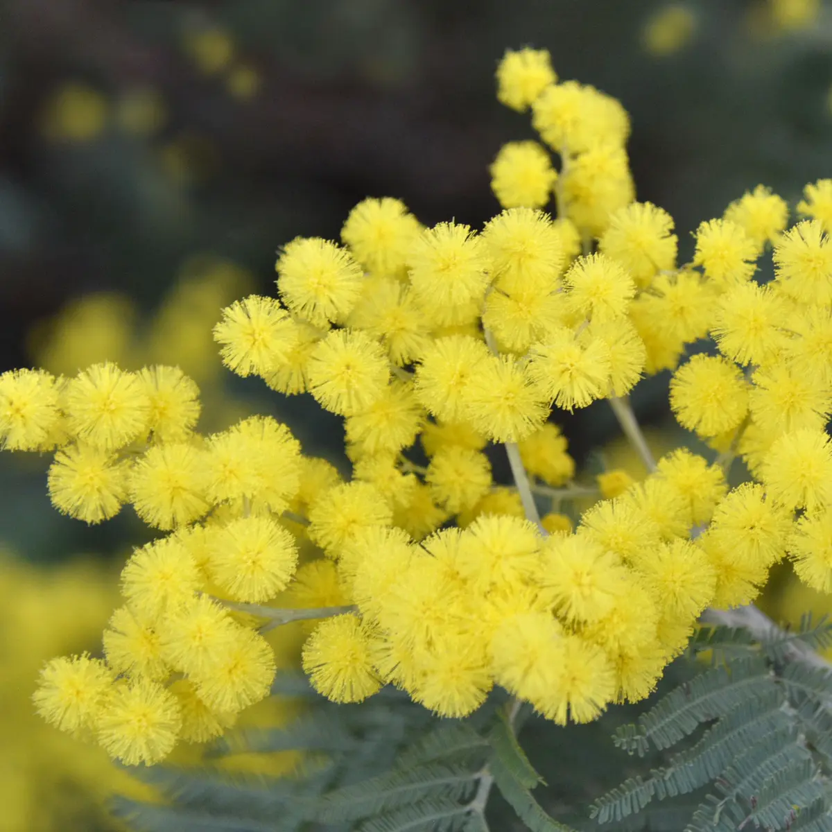 mimosa