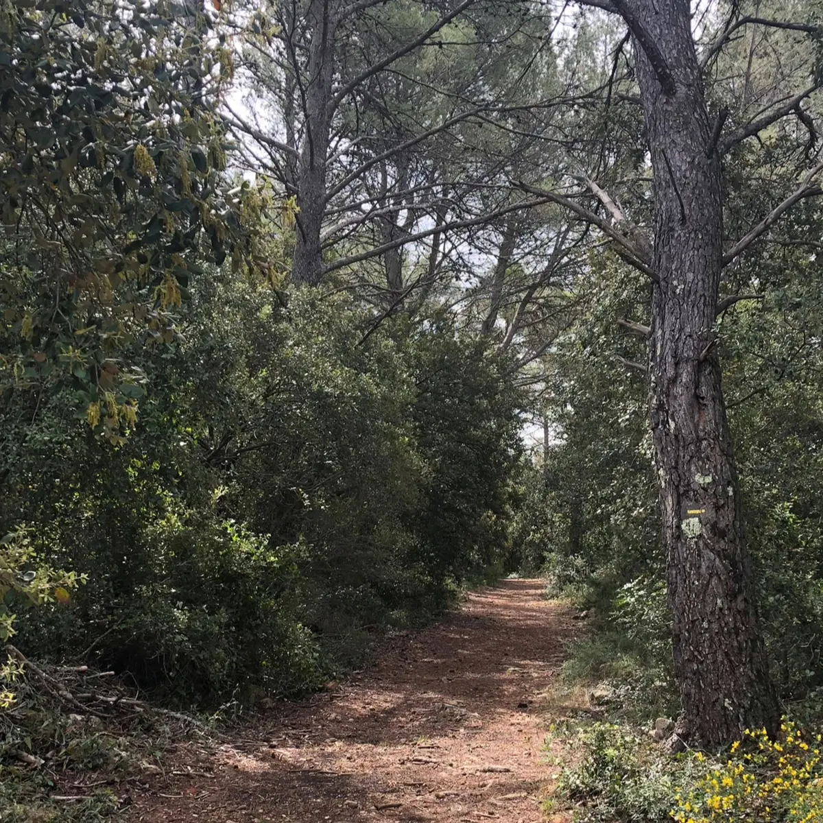 Sentier entouré de végétation dans une ambiance forestière