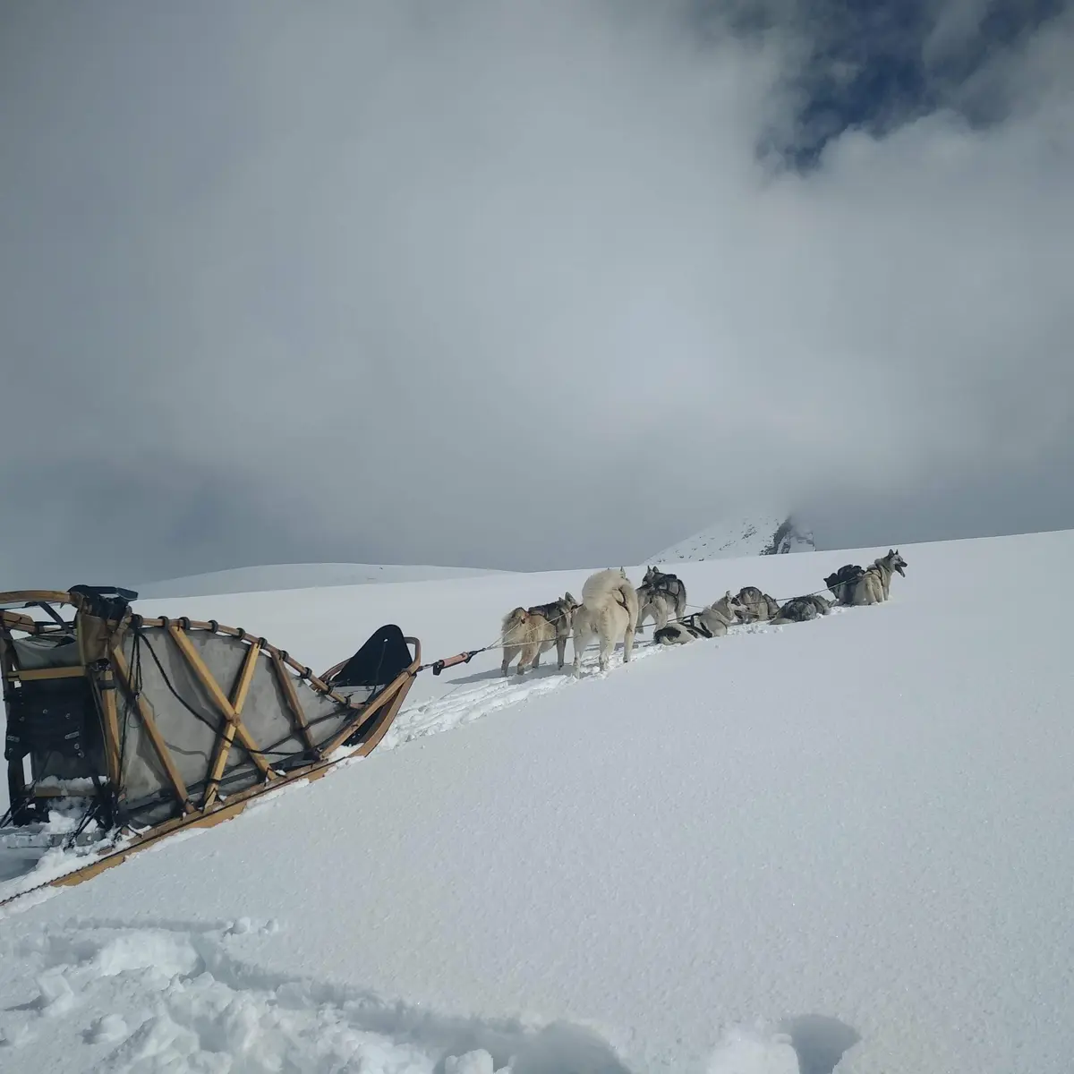 Chiens au refuge Agnel