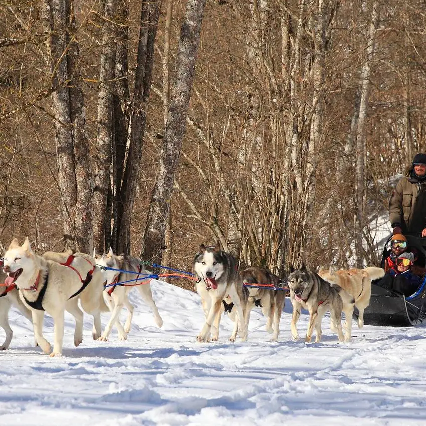 Baptême de chien de traineau