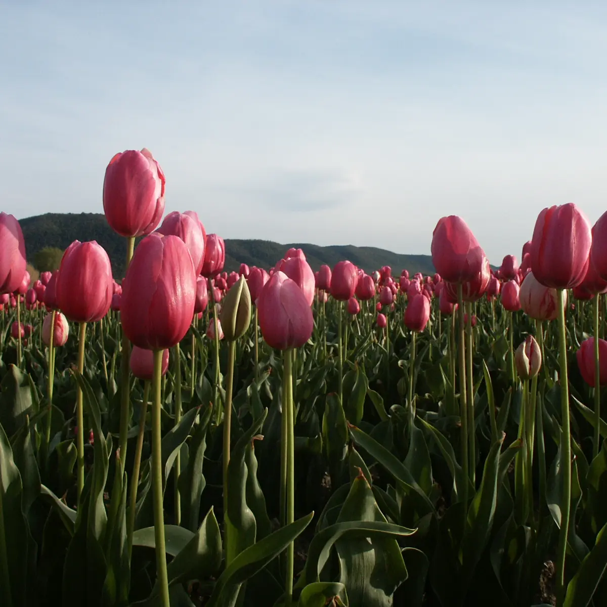 Tulipes